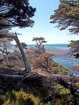 Lone_Cypress_2013